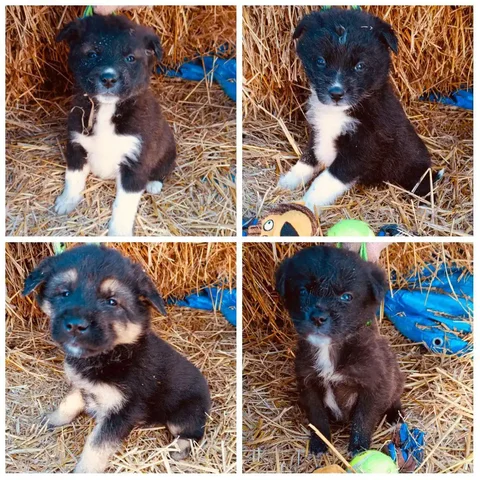 Щенки в дар - Животные в Иркутск