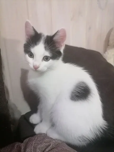 Котята в добрые руки - частное объявление в Иркутск