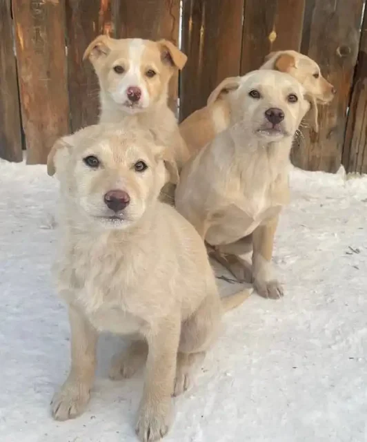 Щенки в поиске дома - Животные в Иркутск