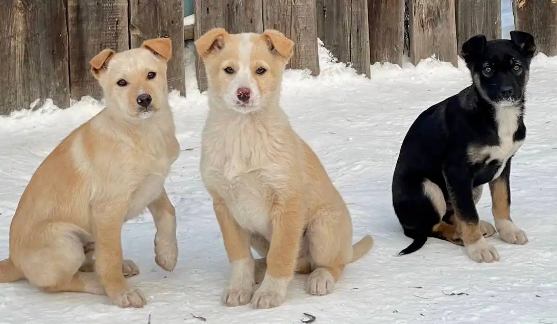 Щенки в поиске дома - Собаки (Животные) в Иркутск