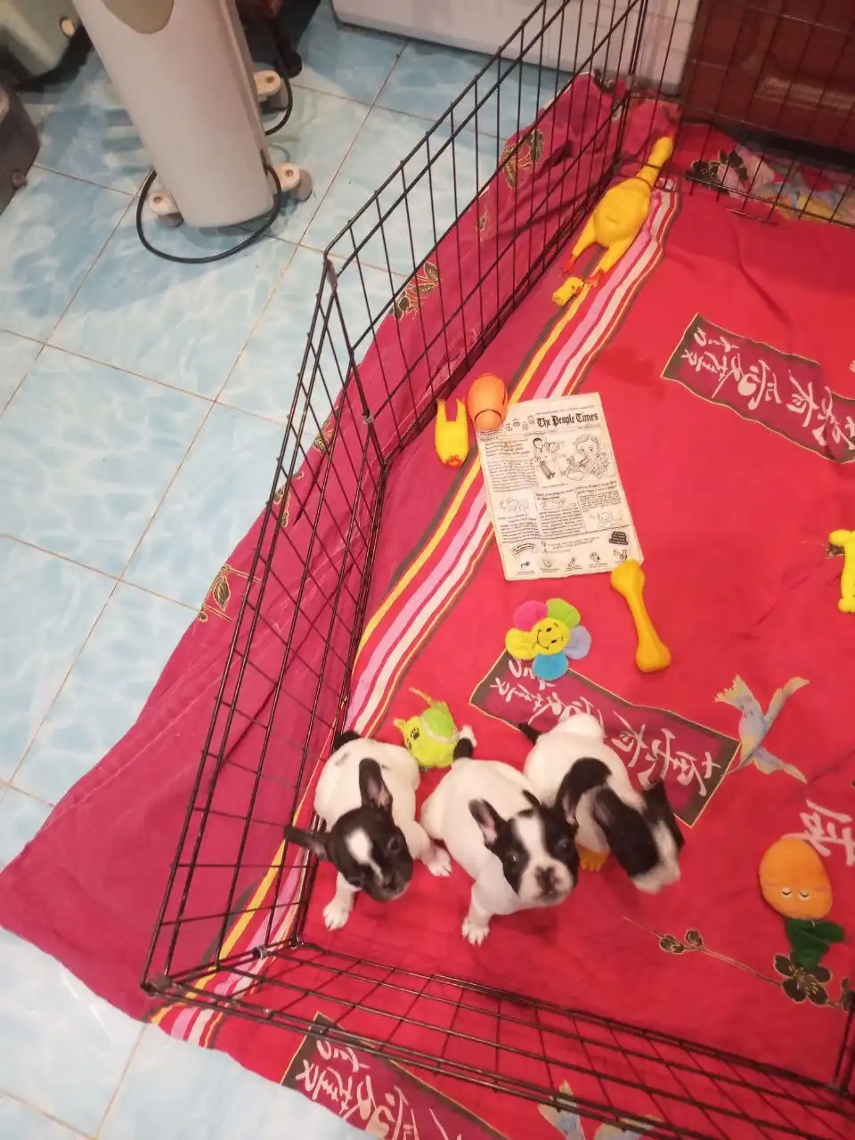 Щенки французского бульдога