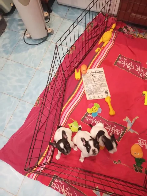 Щенки французского бульдога - Животные в Иркутск