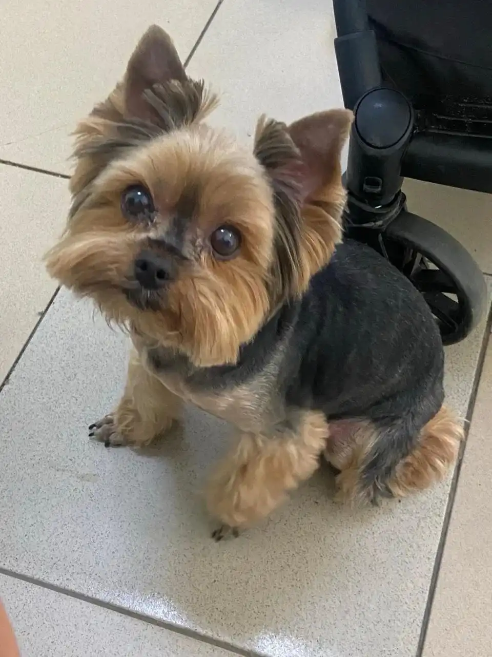 Пропал возрастной пёсик в Шелехове