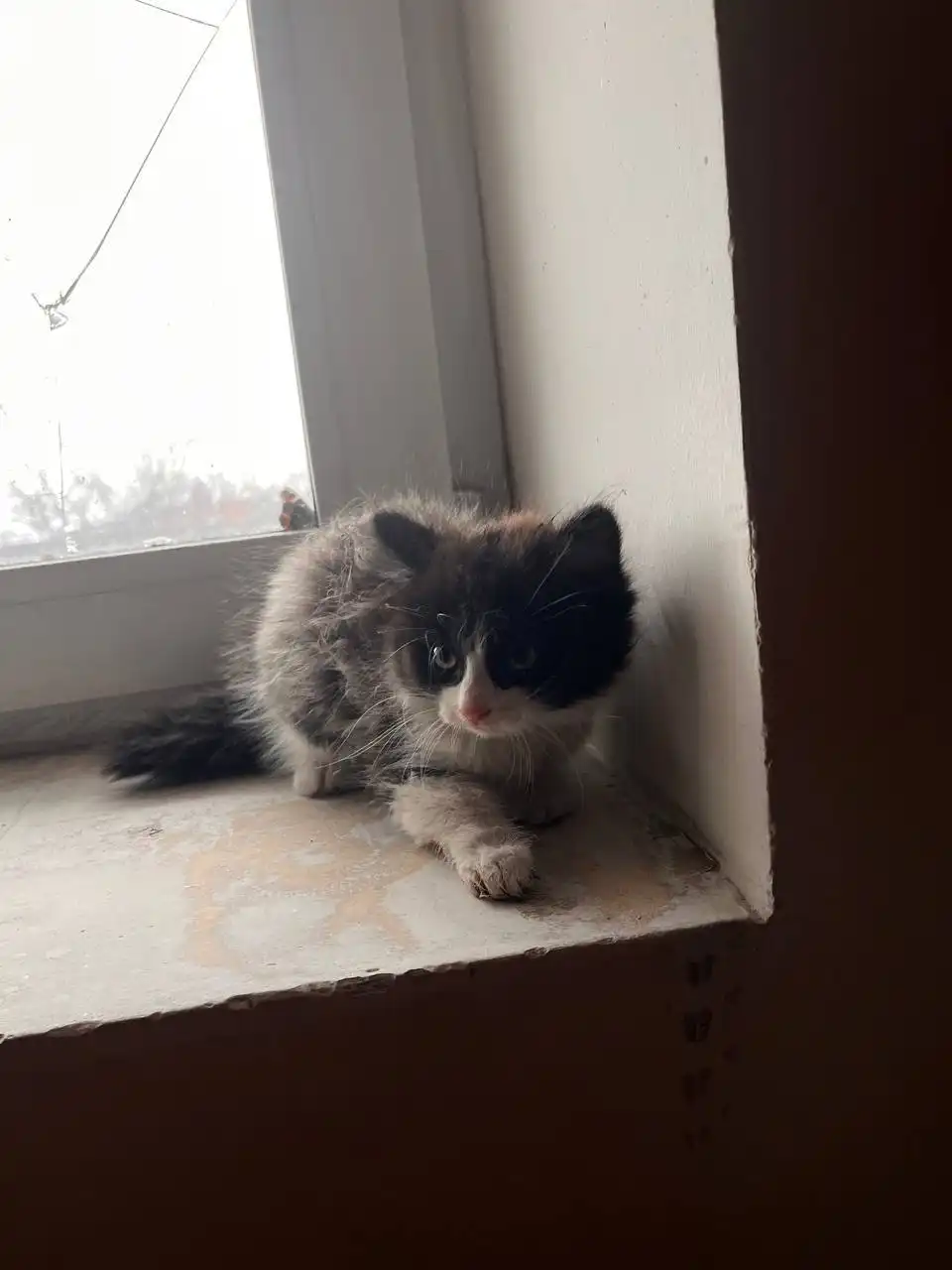 Котёнок ищет дом в Иркутске