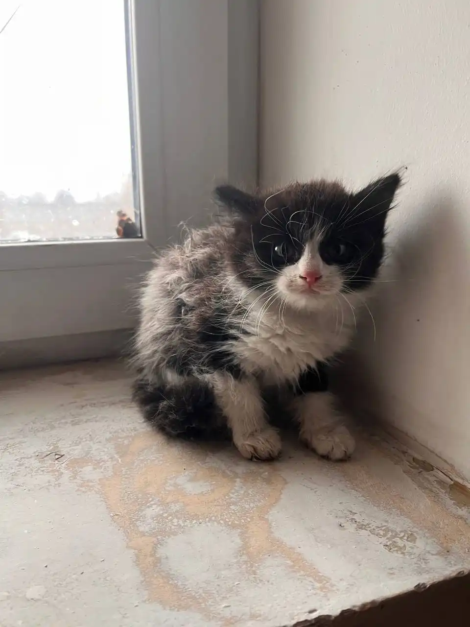 Котёнок ищет дом в Иркутске