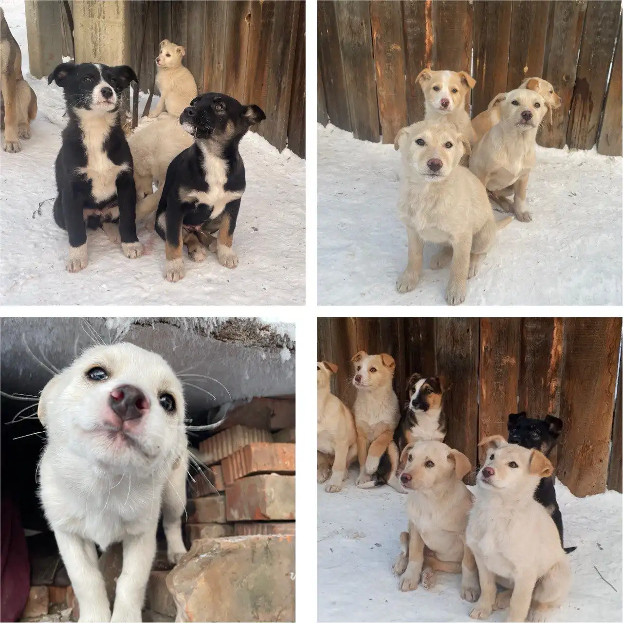 Щенки ищут хозяев