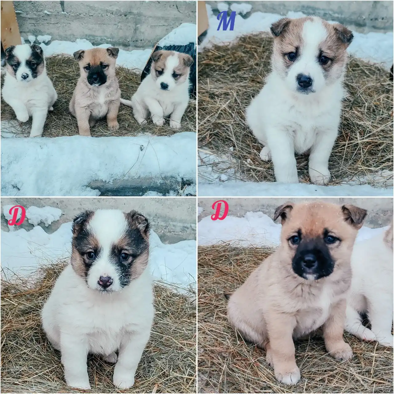 Щенки в дар