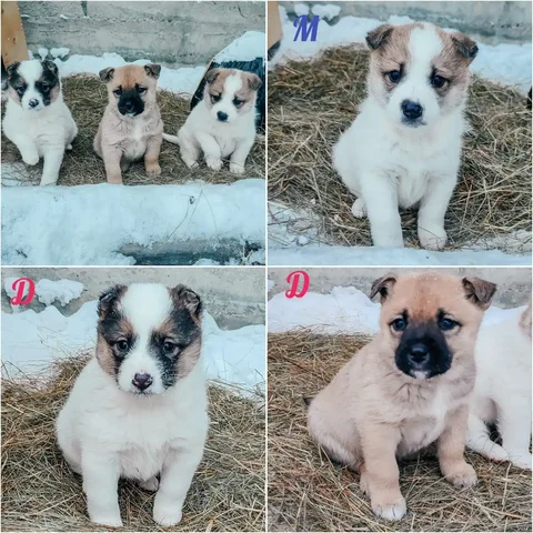 Щенки в дар - Животные в Иркутск