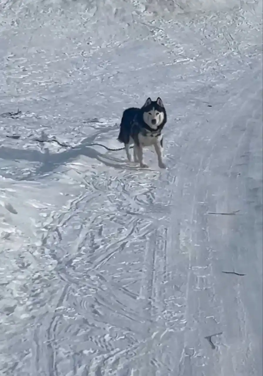 Найден хаски в Грановщине