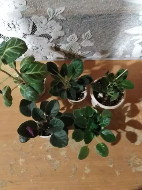 Продажа комнатных растений с доставкой - Хобби и отдых в Иркутск