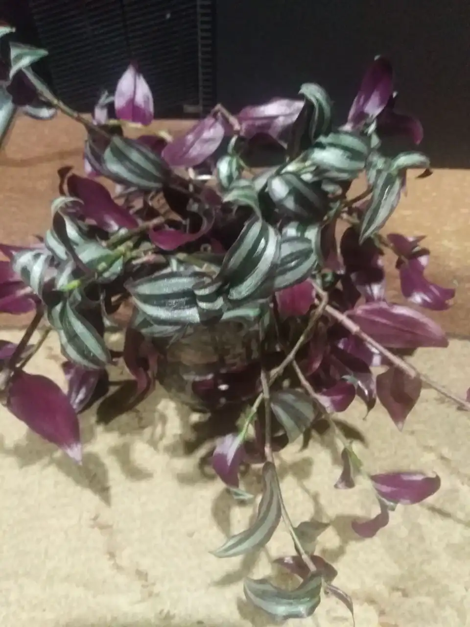 Продажа комнатных растений с доставкой