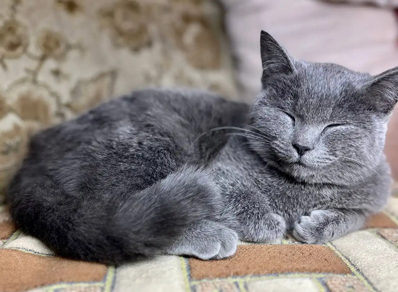 Кошечка подросток ищет дом