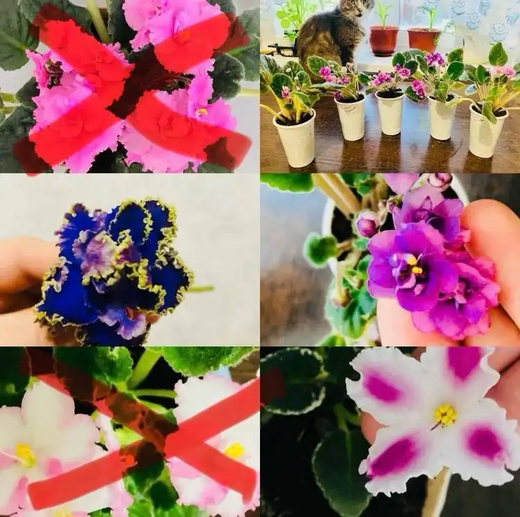 Продам фиалки 3 расцветки в стаканах - Растения (Хобби и отдых) в Иркутск