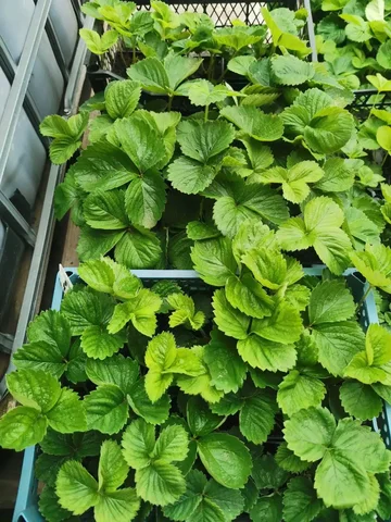 Заказ саженцев клубники на весну 2026 - Освещение в Братск