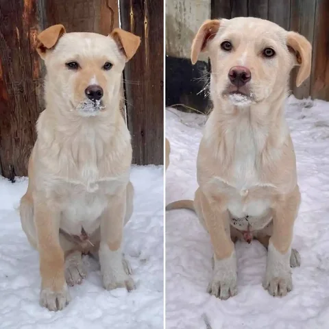 Щенки в поиске дома - Потеряшки в Иркутск