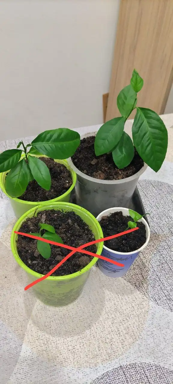 Продажа гибридного сорта цитрусовых Апельсиновый лимон Майера - Растения (Хобби и отдых) в Иркутск