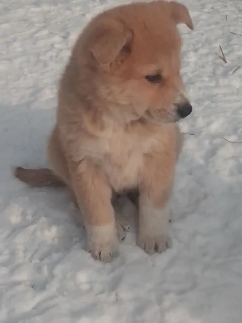 Малыши ждут самых любящих хозяев - Коты в Иркутск