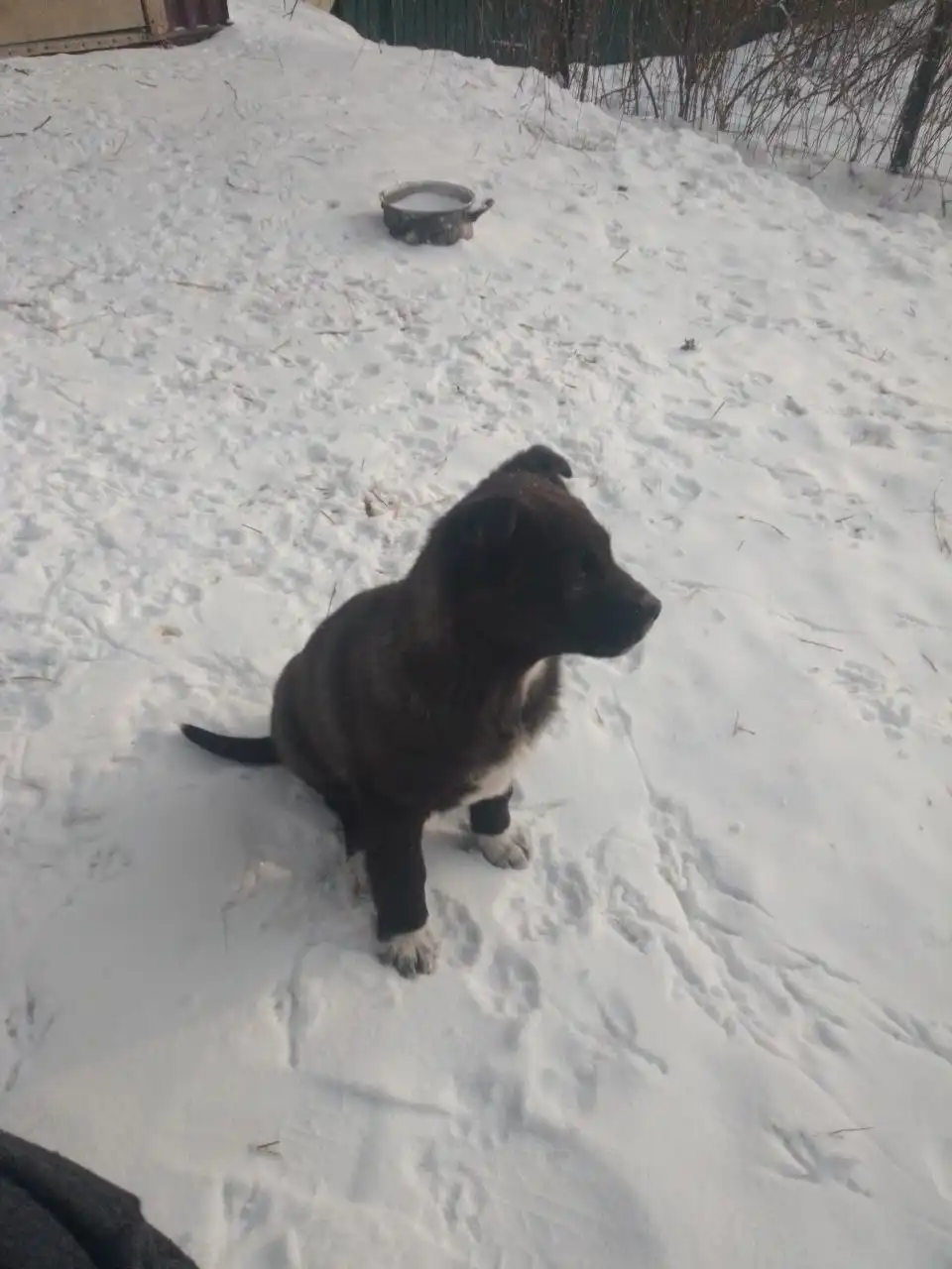 Малыши ждут самых любящих хозяев - Животные в Иркутск