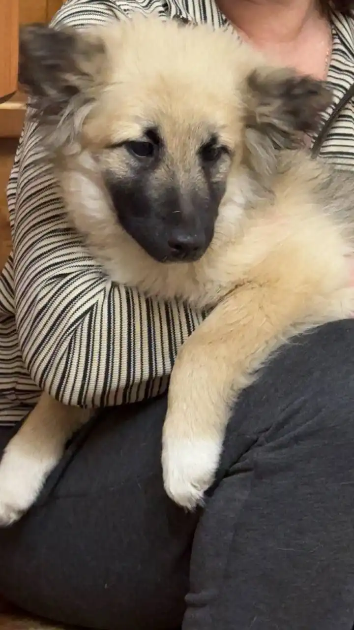 Малыши ждут самых любящих хозяев - Животные в Иркутск