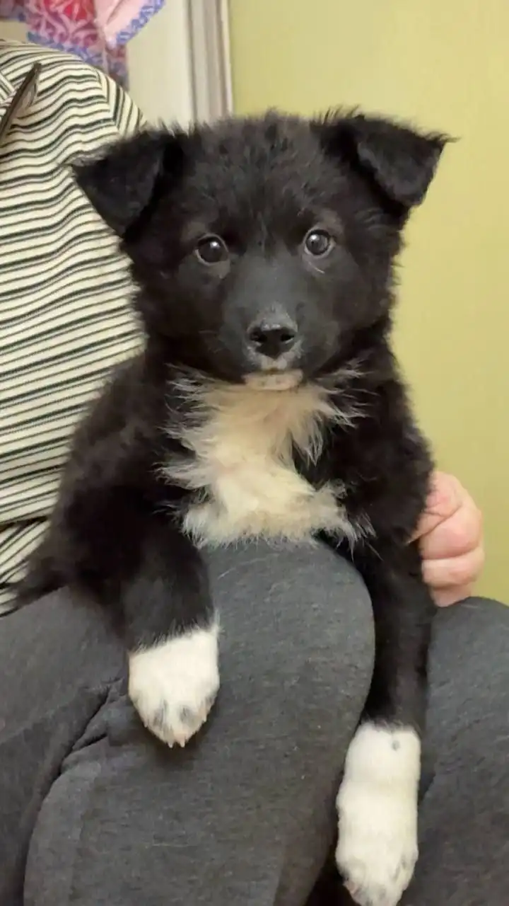 Малыши ждут самых любящих хозяев - Животные в Иркутск