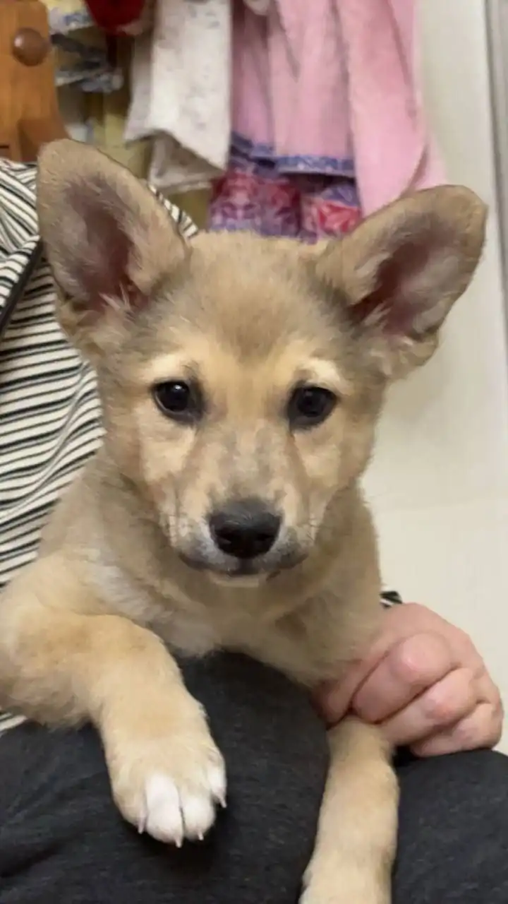 Малыши ждут самых любящих хозяев - Животные в Иркутск