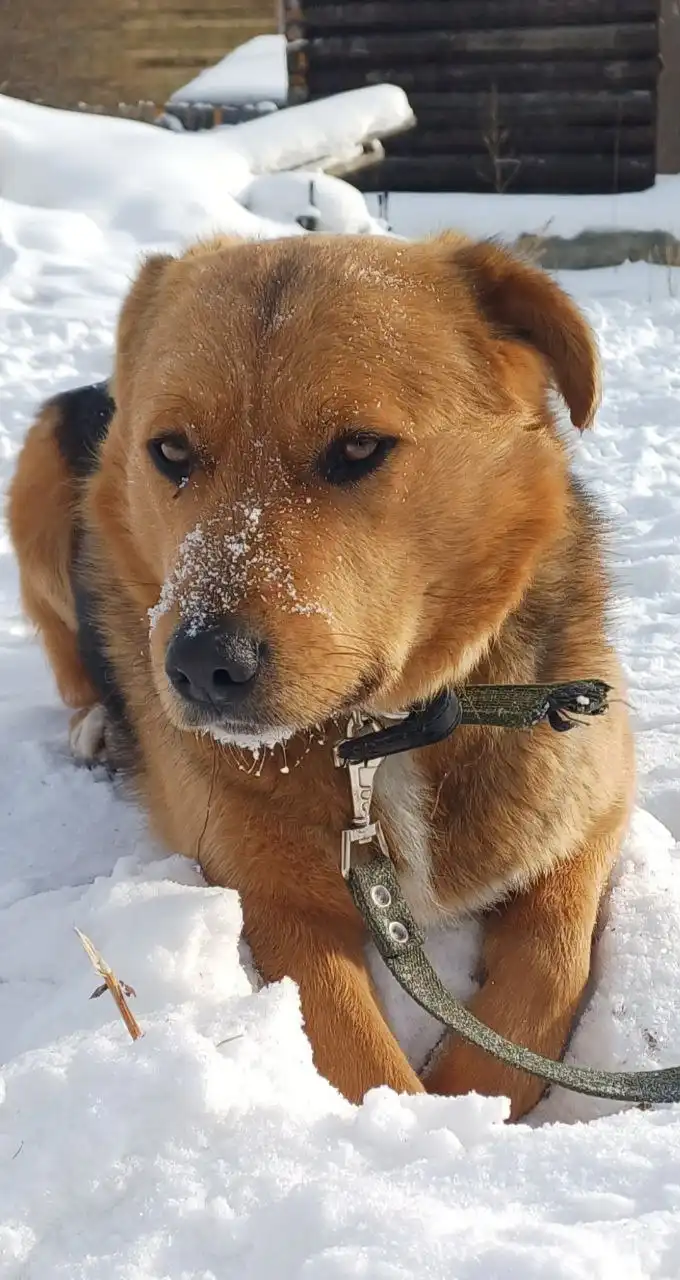 Шарик - грозный охранный пёс ищет дом - Собаки (Животные) в Иркутск
