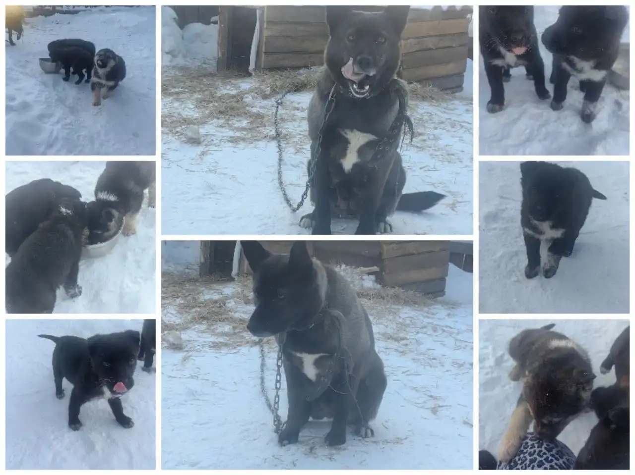 Щенки в дар от охранной собаки - Собаки (Животные) в Иркутск