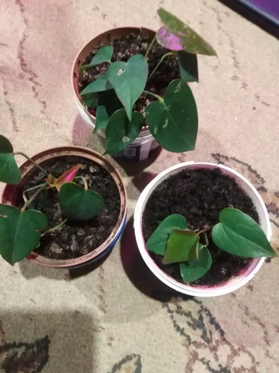 Продажа антуриума красного - Барахолка в Иркутск