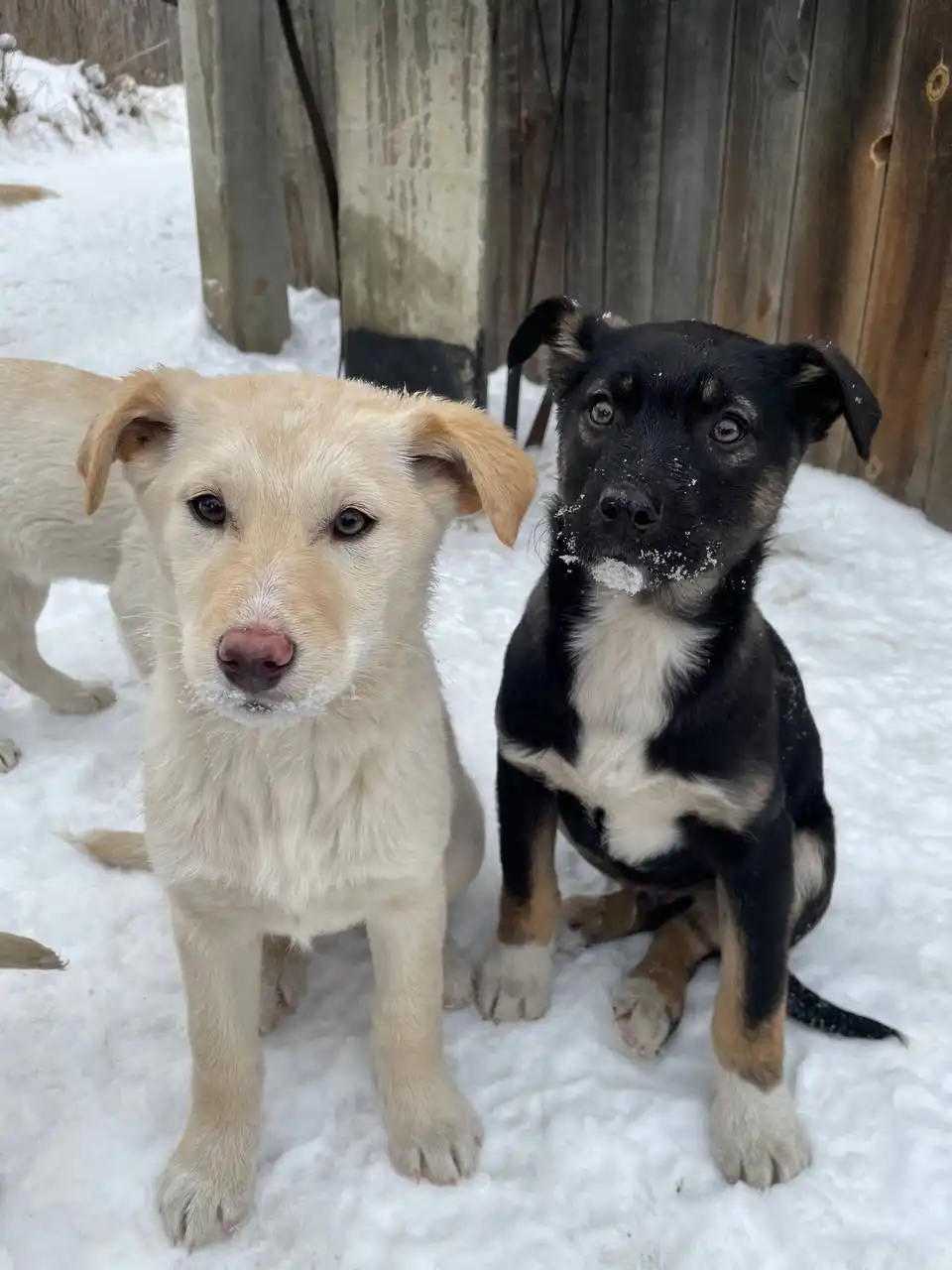 Два брата ищут ответственных родителей - Собаки (Животные) в Иркутск