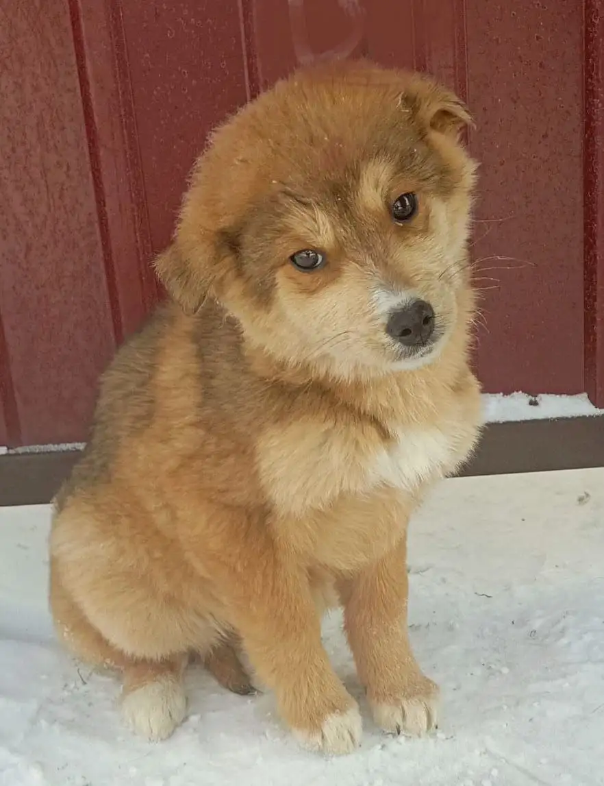 Собака-подросток в дар ответственным людям - Собаки (Животные) в Иркутск