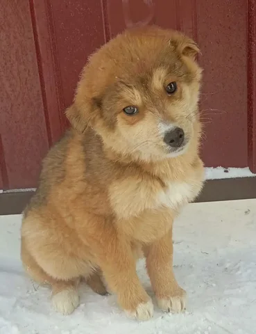 Собака-подросток в дар ответственным людям - Собаки в Иркутск