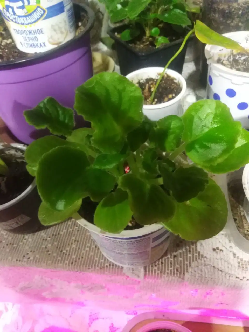 Продажа комнатных растений - Растения (Хобби и отдых) в Иркутск