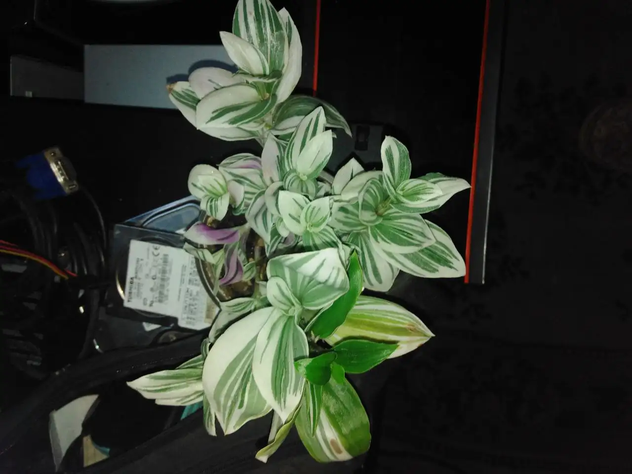 Продажа комнатных растений - Растения (Хобби и отдых) в Иркутск