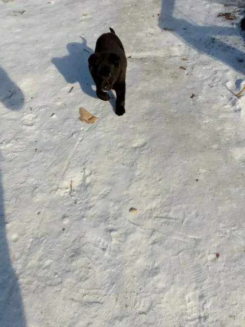 Щенок 2 месяца мальчик ищет дом - частное объявление в Иркутск