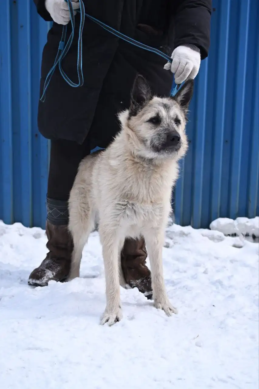 Кошка в дар - Кошки (Животные) в Иркутск