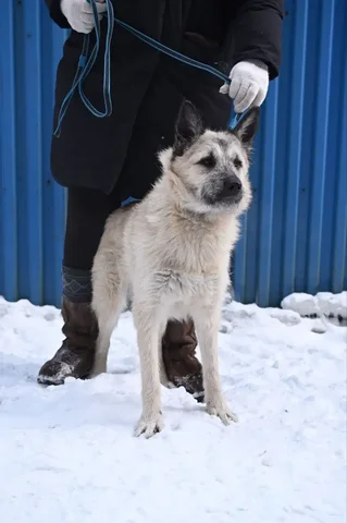 Кошка в дар - Животные в Иркутск
