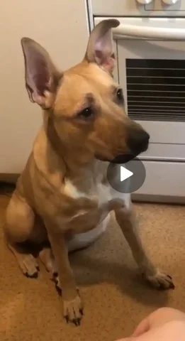 Поиск потерявшейся собаки СТЭФЫ за вознаграждение - Животные в Иркутск