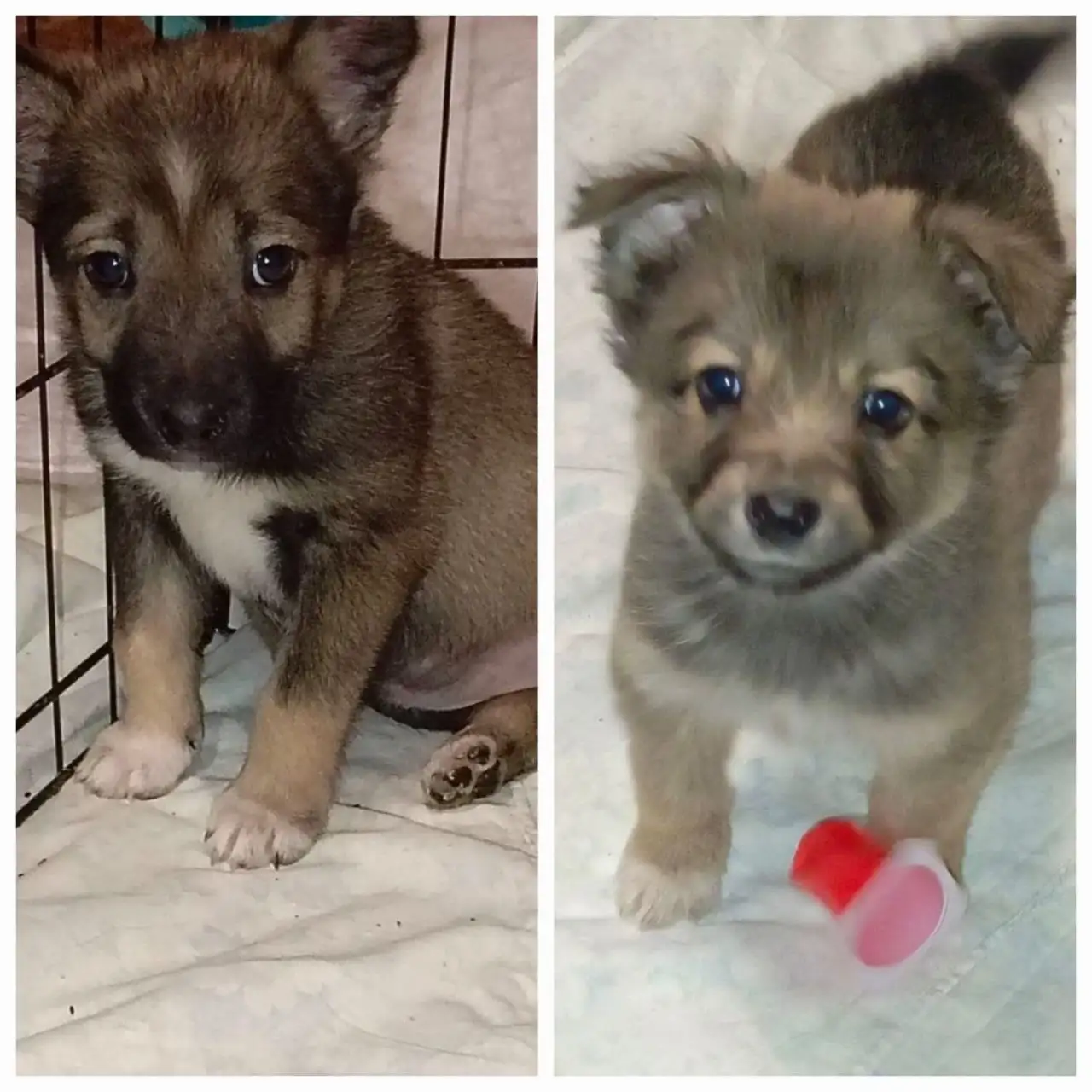 Щенки в дар в Иркутске - Собаки (Животные) в Иркутск