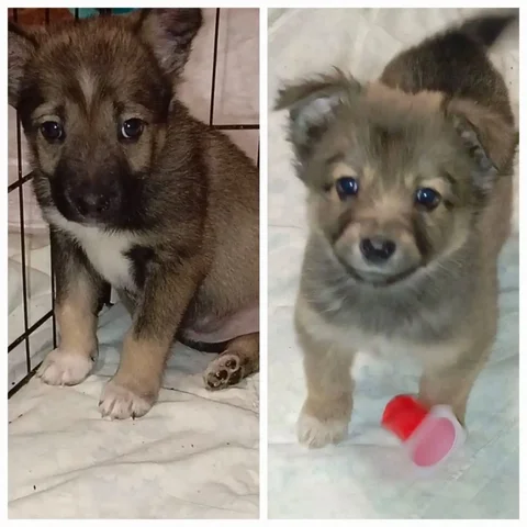 Щенки в дар в Иркутске - Собаки в Иркутск