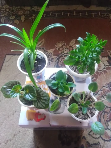 Набор комнатных растений: 5 видов - частное объявление в Иркутск
