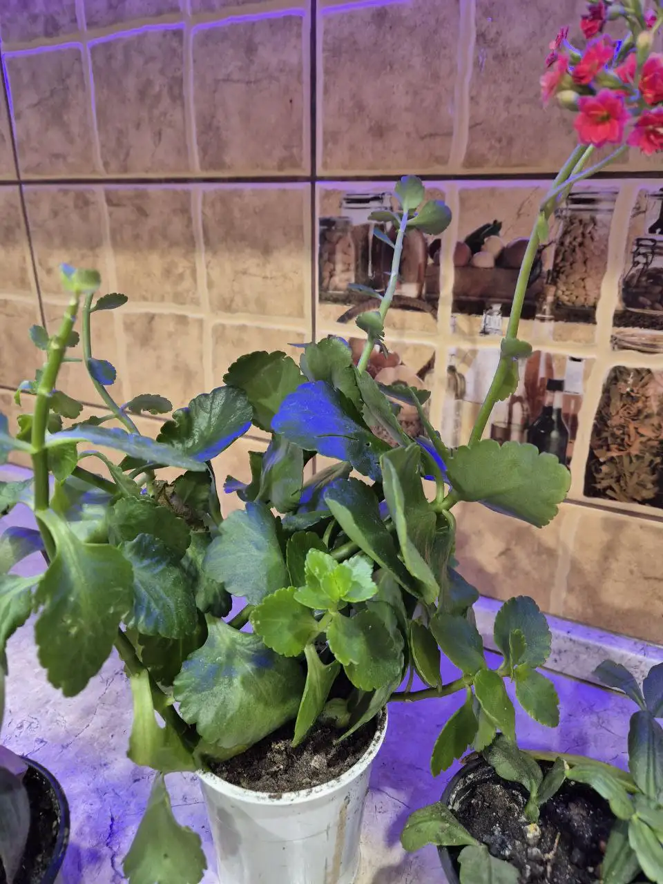 Цветы по доступной цене - Хобби и отдых в ИРКУТСК