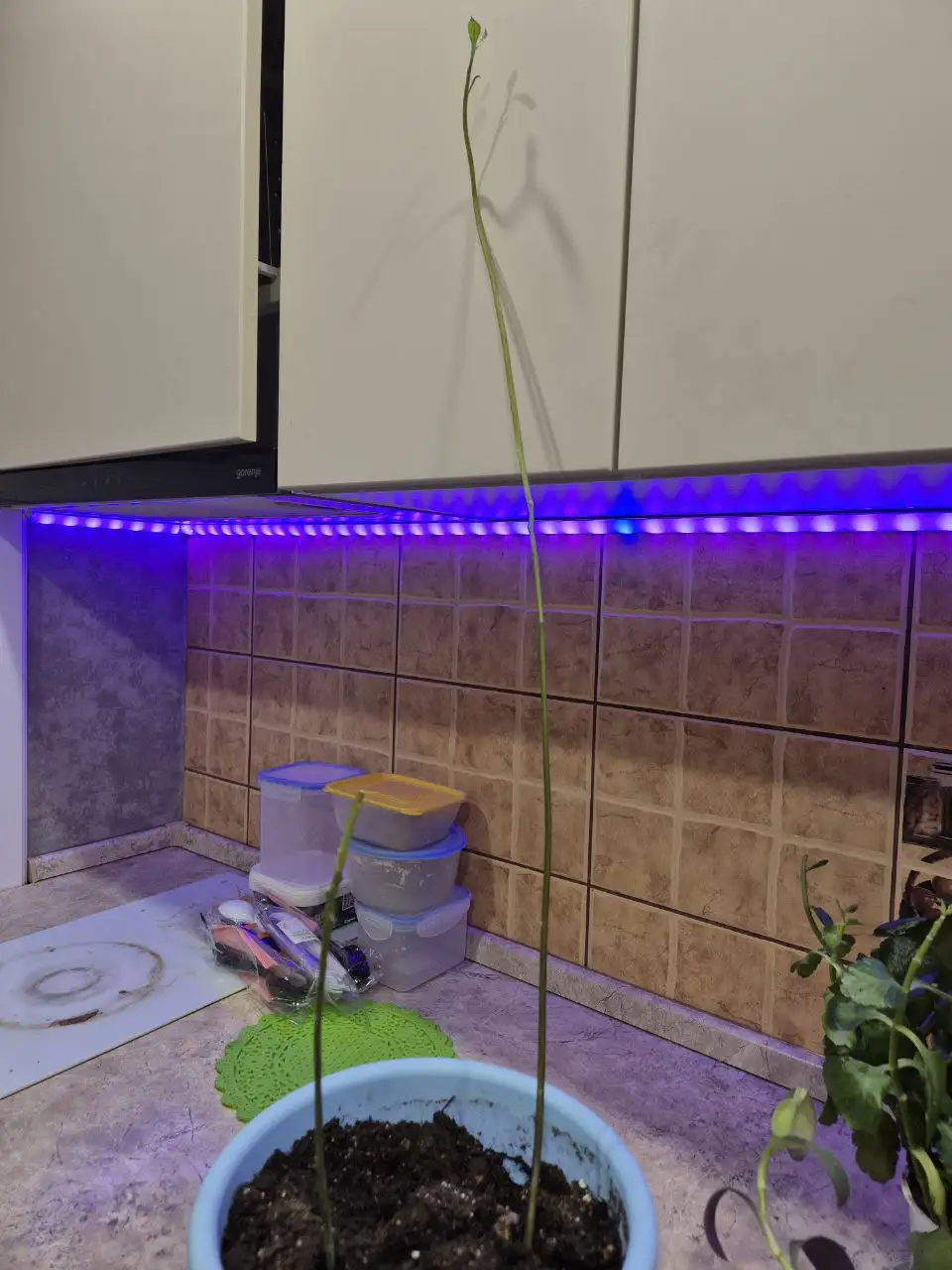 Цветы по доступной цене - Хобби и отдых в ИРКУТСК