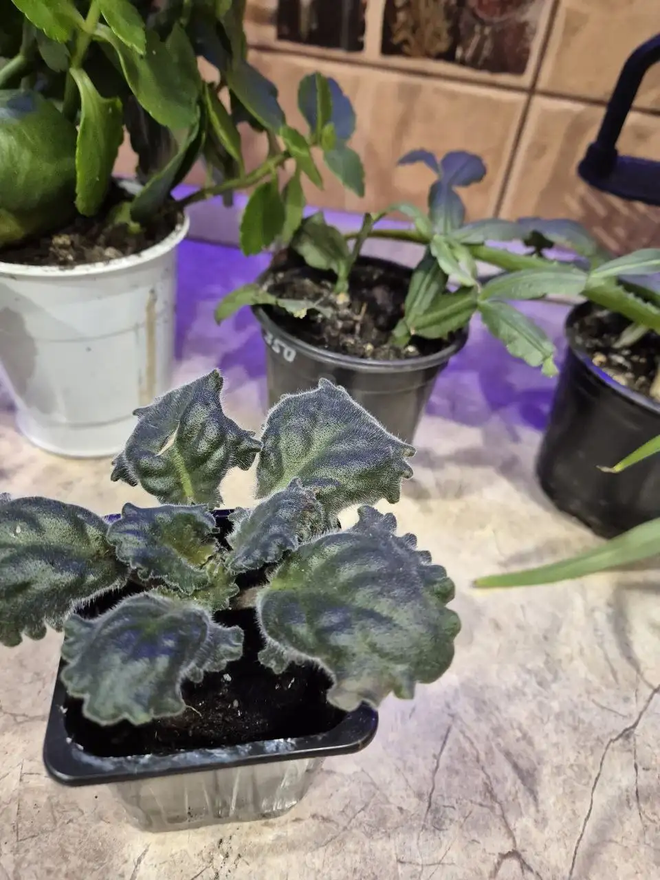 Цветы по доступной цене - Хобби и отдых в ИРКУТСК