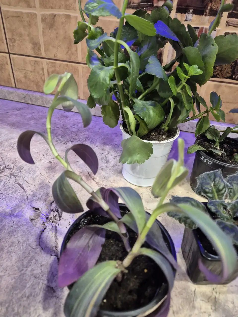 Цветы по доступной цене - Хобби и отдых в ИРКУТСК