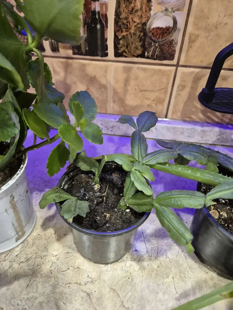 Цветы по доступной цене - Хобби и отдых в ИРКУТСК