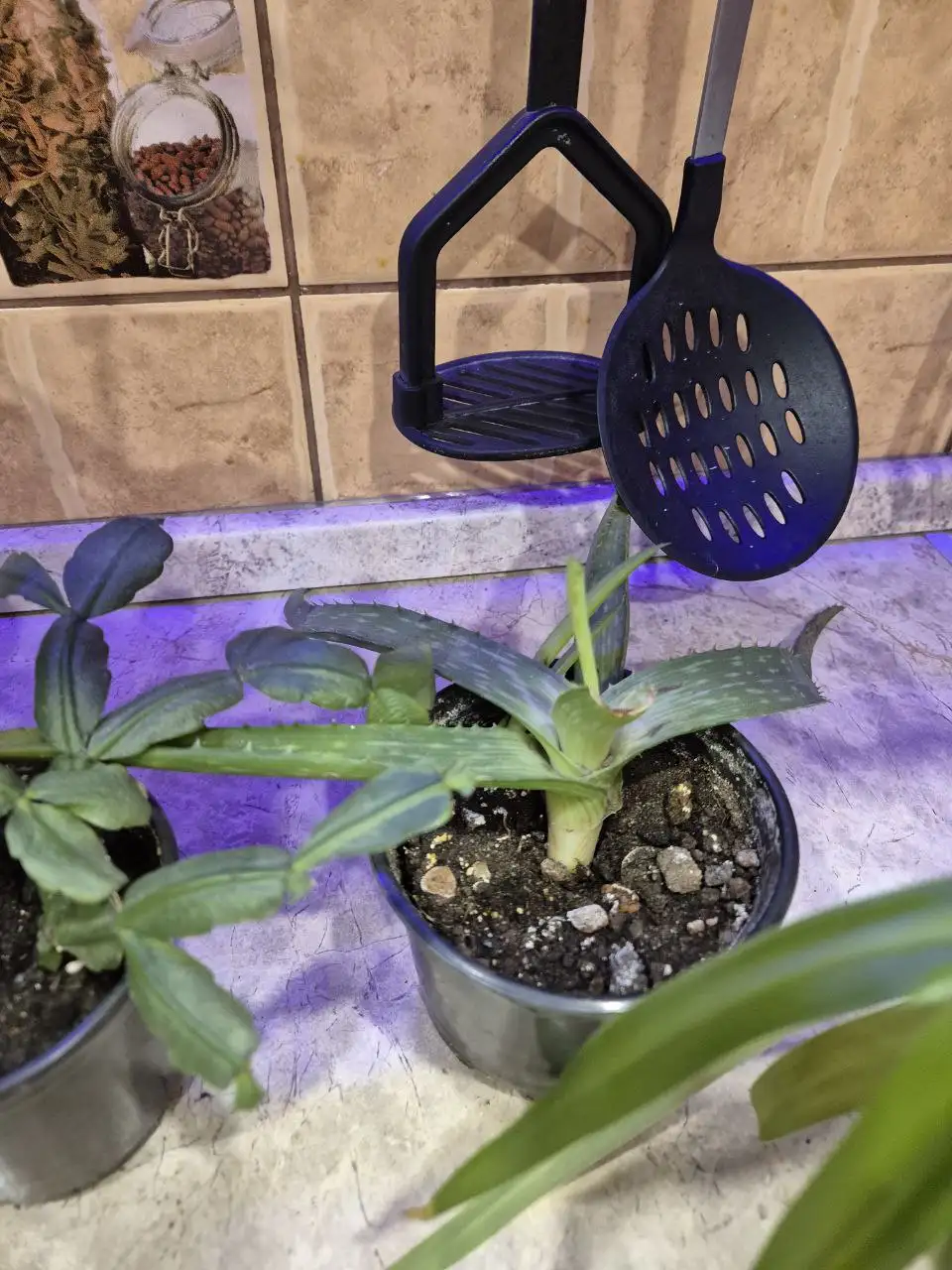 Цветы по доступной цене - Хобби и отдых в ИРКУТСК