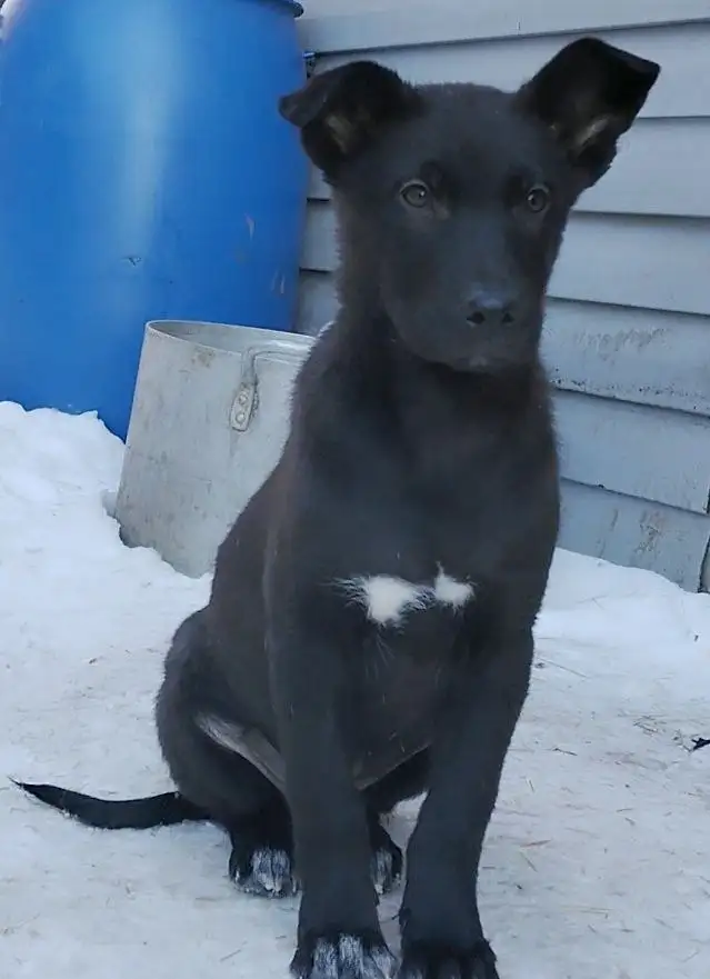 Умный спокойный выдержанный охранник - Собаки (Животные) в Иркутск