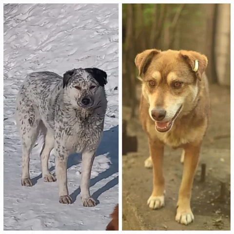 Мраморный Тим и красавица Рада - неразлучные собаки - Найдены/потеряны в Иркутск