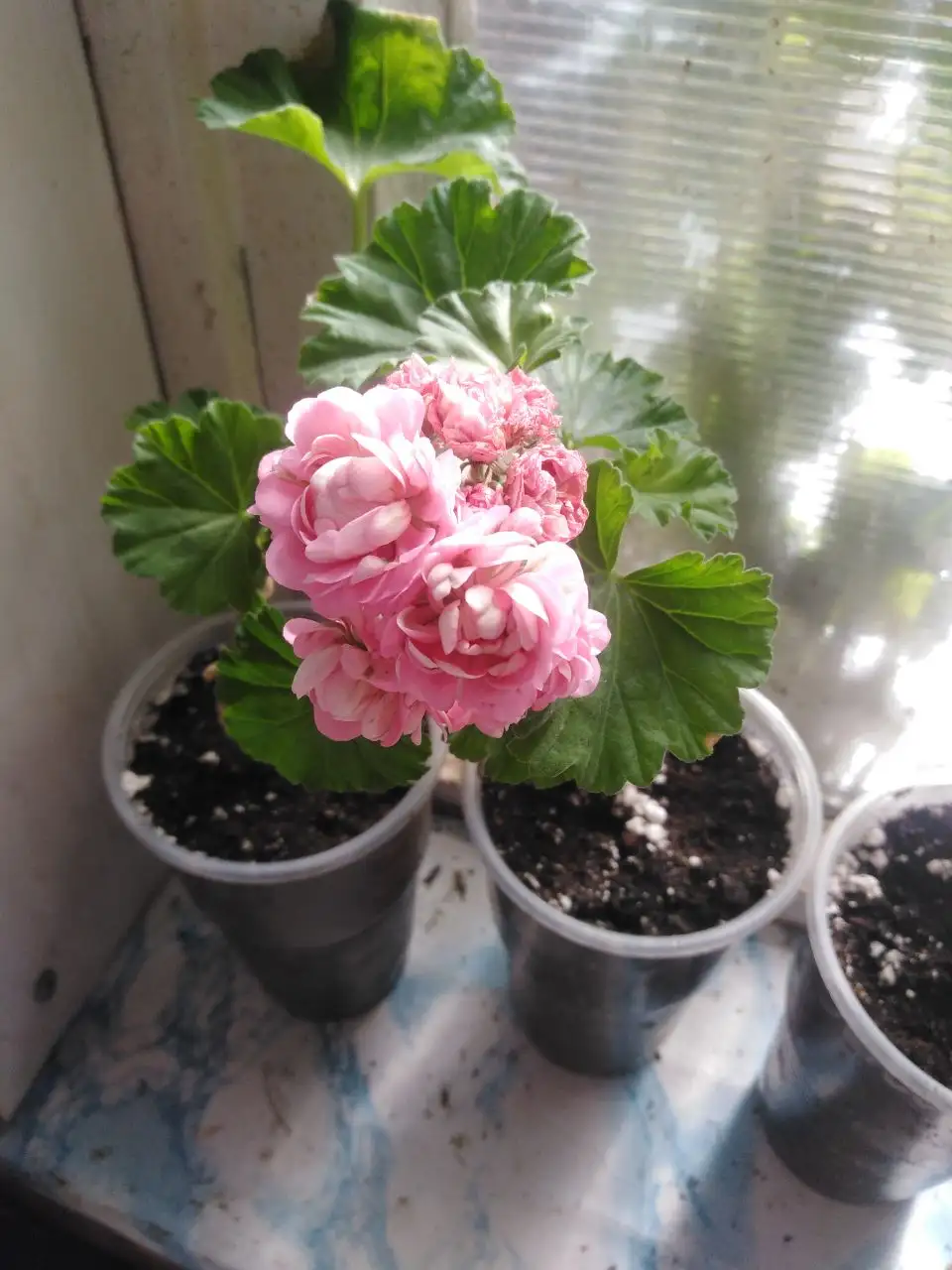 Продажа пеларгоний, фиалок и домашних заготовок - Растения (Хобби и отдых) в Иркутск