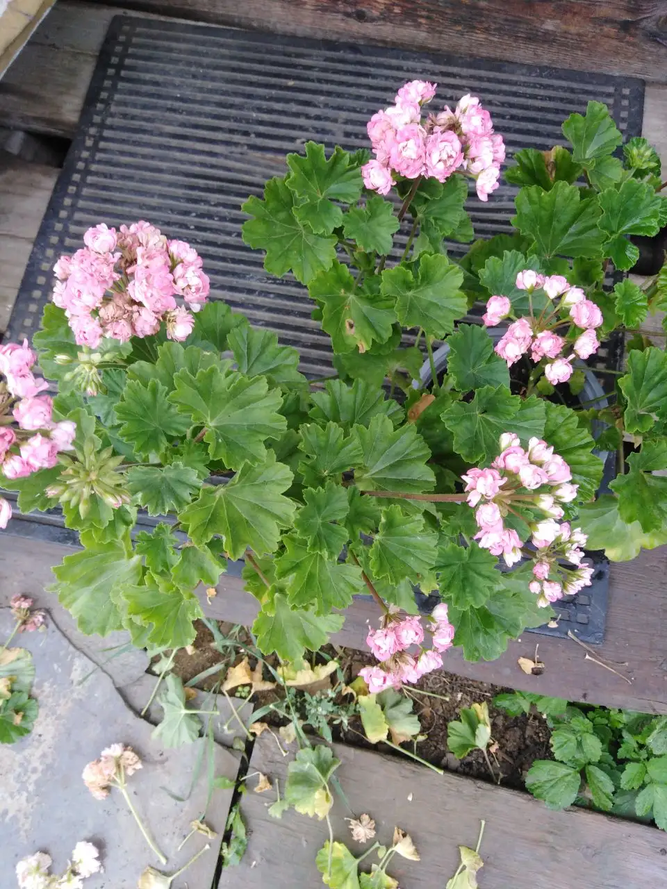 Продажа пеларгоний, фиалок и домашних заготовок - Растения (Хобби и отдых) в Иркутск